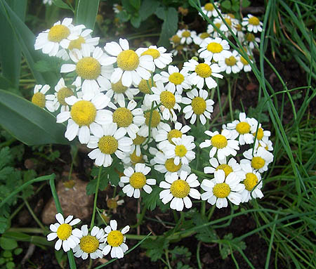 chamomile tea can help children get to sleep